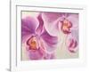 Purple Orchids-Cynthia Ann-Framed Art Print