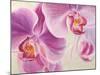 Purple Orchids-Cynthia Ann-Mounted Art Print