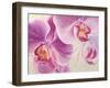 Purple Orchids-Cynthia Ann-Framed Art Print