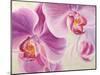Purple Orchids-Cynthia Ann-Mounted Art Print