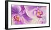 Purple Orchids-Cynthia Ann-Framed Giclee Print