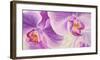 Purple Orchids-Cynthia Ann-Framed Giclee Print