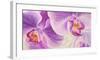 Purple Orchids-Cynthia Ann-Framed Giclee Print