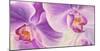 Purple Orchids-Cynthia Ann-Mounted Giclee Print