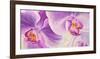 Purple Orchids-Cynthia Ann-Framed Giclee Print