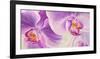 Purple Orchids-Cynthia Ann-Framed Giclee Print