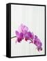 Purple orchids-Steve Hix-Framed Stretched Canvas