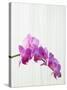 Purple orchids-Steve Hix-Stretched Canvas