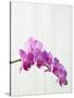 Purple orchids-Steve Hix-Stretched Canvas