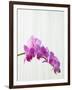 Purple orchids-Steve Hix-Framed Photographic Print