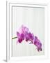 Purple orchids-Steve Hix-Framed Photographic Print