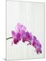 Purple orchids-Steve Hix-Mounted Photographic Print