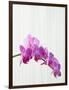 Purple orchids-Steve Hix-Framed Photographic Print