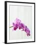 Purple orchids-Steve Hix-Framed Photographic Print