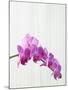 Purple orchids-Steve Hix-Mounted Photographic Print