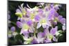 Purple Orchids-Yury Zap-Mounted Photographic Print