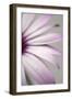 Purple Osteospurmum Gray-Tom Quartermaine-Framed Giclee Print