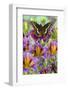 Purple painted tongue flowers with black swallowtail butterfly, Papilio polyxenes-Darrell Gulin-Framed Photographic Print