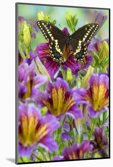 Purple painted tongue flowers with black swallowtail butterfly, Papilio polyxenes-Darrell Gulin-Mounted Photographic Print