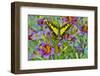 Purple painted tongue flowers with Eurytides thyastes butterfly-Darrell Gulin-Framed Photographic Print