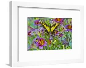 Purple painted tongue flowers with Eurytides thyastes butterfly-Darrell Gulin-Framed Photographic Print