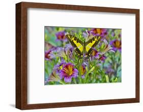 Purple painted tongue flowers with Eurytides thyastes butterfly-Darrell Gulin-Framed Photographic Print