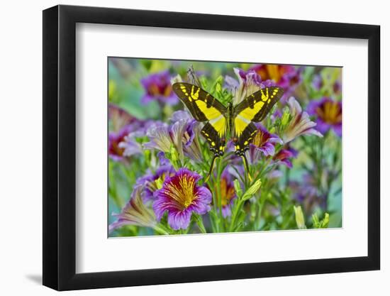 Purple painted tongue flowers with Eurytides thyastes butterfly-Darrell Gulin-Framed Photographic Print