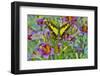 Purple painted tongue flowers with Eurytides thyastes butterfly-Darrell Gulin-Framed Photographic Print