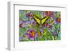 Purple painted tongue flowers with Eurytides thyastes butterfly-Darrell Gulin-Framed Photographic Print