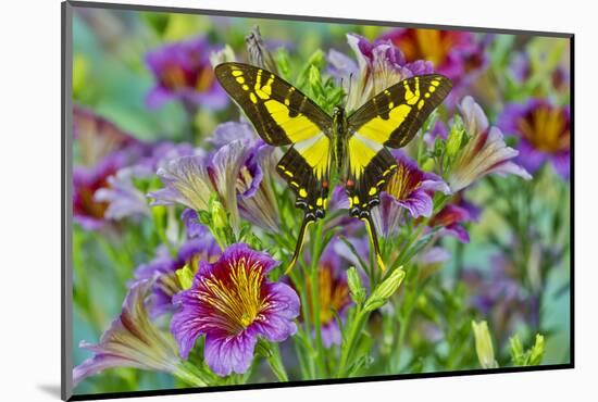 Purple painted tongue flowers with Eurytides thyastes butterfly-Darrell Gulin-Mounted Photographic Print