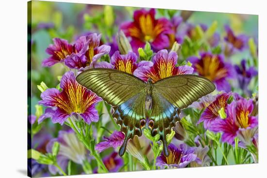 Purple painted tongue flowers with female Asian swallowtail butterfly, Papilio Maackii-Darrell Gulin-Stretched Canvas