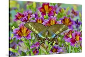 Purple painted tongue flowers with female Asian swallowtail butterfly, Papilio Maackii-Darrell Gulin-Stretched Canvas