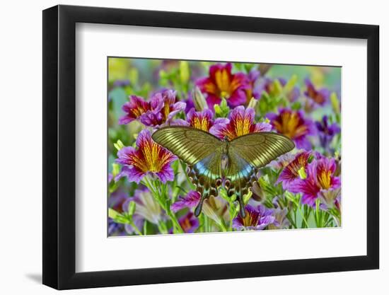 Purple painted tongue flowers with female Asian swallowtail butterfly, Papilio Maackii-Darrell Gulin-Framed Photographic Print