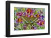 Purple painted tongue flowers with female Asian swallowtail butterfly, Papilio Maackii-Darrell Gulin-Framed Photographic Print