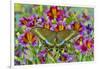 Purple painted tongue flowers with female Asian swallowtail butterfly, Papilio Maackii-Darrell Gulin-Framed Photographic Print