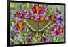 Purple painted tongue flowers with female Asian swallowtail butterfly, Papilio Maackii-Darrell Gulin-Framed Photographic Print