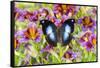 Purple painted tongue flowers with tropical butterfly Napocles jucunda-Darrell Gulin-Framed Stretched Canvas