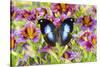 Purple painted tongue flowers with tropical butterfly Napocles jucunda-Darrell Gulin-Stretched Canvas