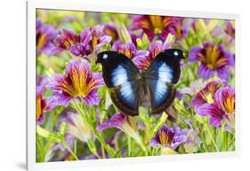 Purple painted tongue flowers with tropical butterfly Napocles jucunda-Darrell Gulin-Framed Photographic Print