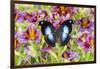 Purple painted tongue flowers with tropical butterfly Napocles jucunda-Darrell Gulin-Framed Photographic Print