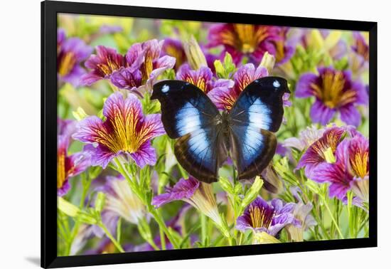 Purple painted tongue flowers with tropical butterfly Napocles jucunda-Darrell Gulin-Framed Photographic Print