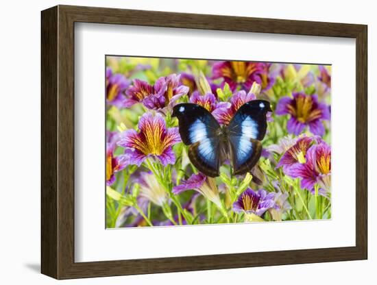 Purple painted tongue flowers with tropical butterfly Napocles jucunda-Darrell Gulin-Framed Photographic Print