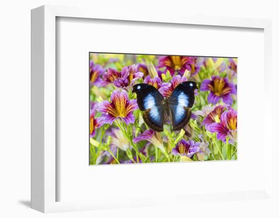 Purple painted tongue flowers with tropical butterfly Napocles jucunda-Darrell Gulin-Framed Photographic Print
