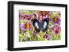 Purple painted tongue flowers with tropical butterfly Napocles jucunda-Darrell Gulin-Framed Photographic Print