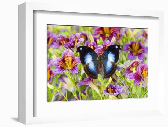 Purple painted tongue flowers with tropical butterfly Napocles jucunda-Darrell Gulin-Framed Photographic Print