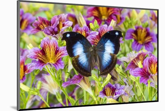 Purple painted tongue flowers with tropical butterfly Napocles jucunda-Darrell Gulin-Mounted Photographic Print