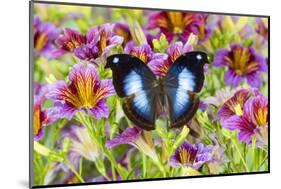 Purple painted tongue flowers with tropical butterfly Napocles jucunda-Darrell Gulin-Mounted Photographic Print