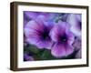 Purple petunias-Merrill Images-Framed Photographic Print