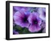 Purple petunias-Merrill Images-Framed Photographic Print