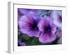 Purple petunias-Merrill Images-Framed Photographic Print
